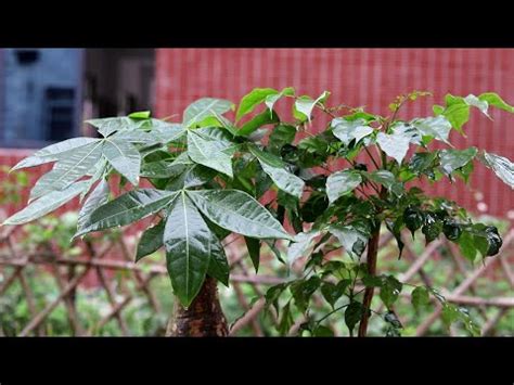 大門門口擋煞植物|10種旺財門口植物